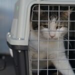 El Cuervo inicia la aplicación del método CER y la plena ejecución de la Ley de Bienestar Animal