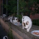 El Cuervo recibe 10.000 euros para el control de colonias felinas