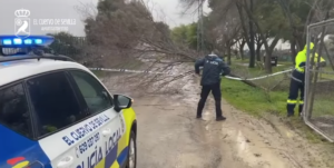 El Ayuntamiento de El Cuervo informa de cortes de caminos por la caída de árboles tras el temporal